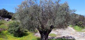 تفسير حلم شجرة الزيتون في المنام