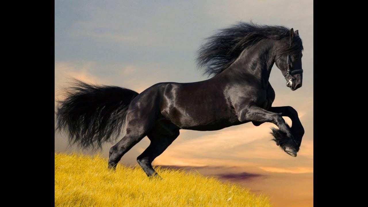 تفسير حلم الحصان الهائج في المنام