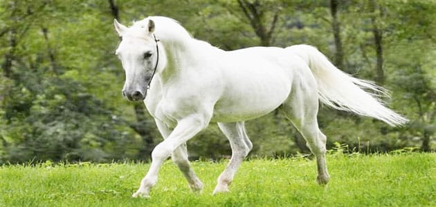 تفسير حلم الحصان الابيض في المنام