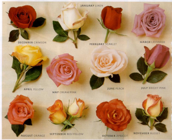 أسماء أشهر أنواع الزهور والورود بالعربية والإنجليزية والفرنسية Youtube