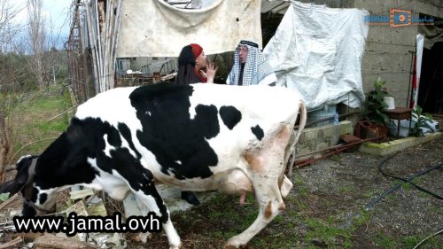 تفسير حلم البقر الذكور / Ù…ÙˆÙƒØ¨ Ø®Ø²Ù Ø§Ù„Ø´Ø§Ù‡Ø¯ Ø±Ø¬Ù ...